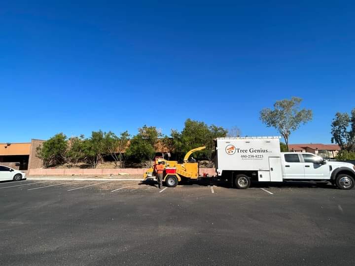 Tree roots being extracted by a skilled team in Burlington, WA, during a professional removal process.