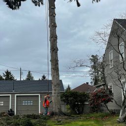 professional tree removal specialist assessing a tree in Burlington, WA, with safety equipment and tools.