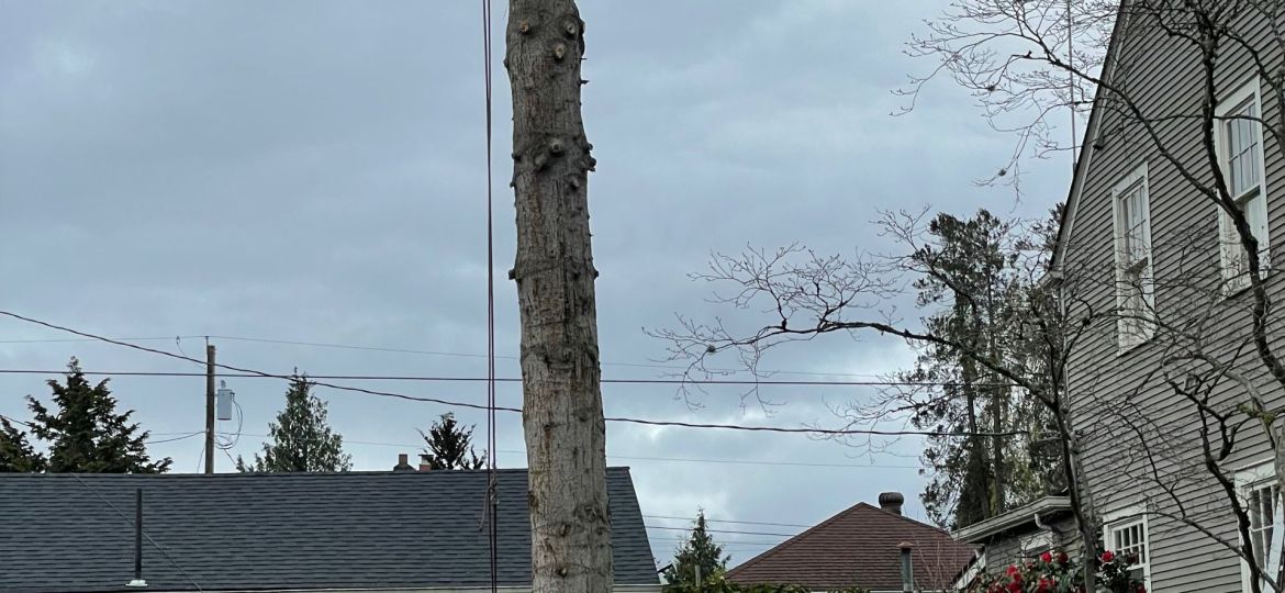 professional tree removal specialist assessing a tree in Burlington, WA, with safety equipment and tools.