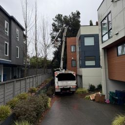 Tree and brush removal services in Burlington, WA