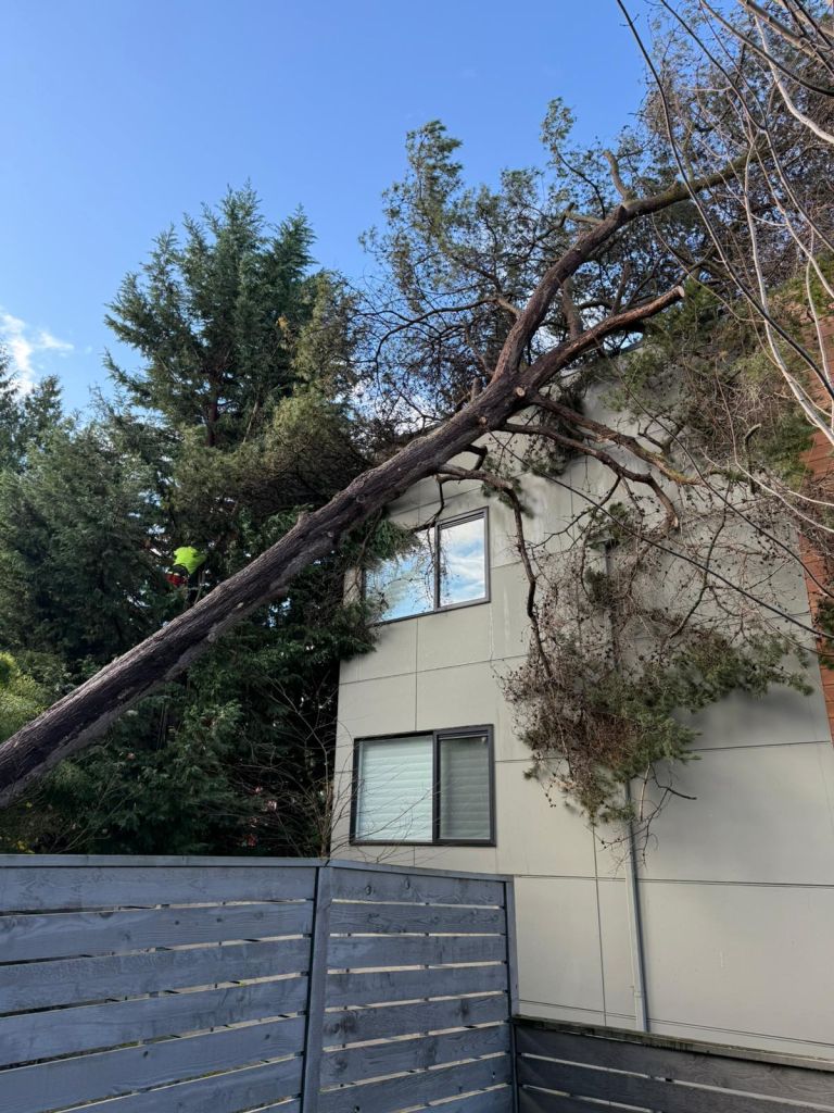 Tree brush removal services in Burlington, WA 98233