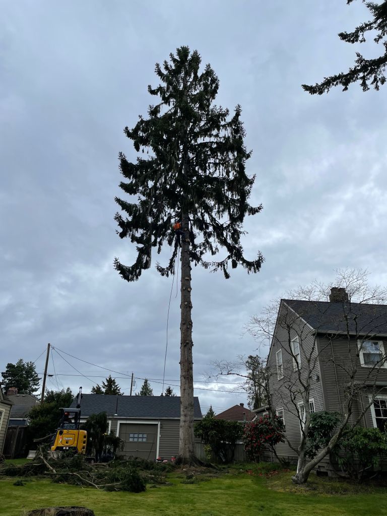 Professional tree removal and trimming services in Burlington, WA