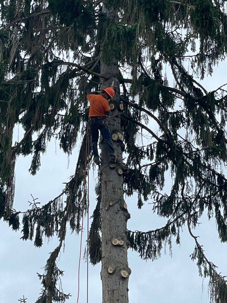 A team of professionals cutting down a hazardous tree in a Burlington, WA, residential yard.