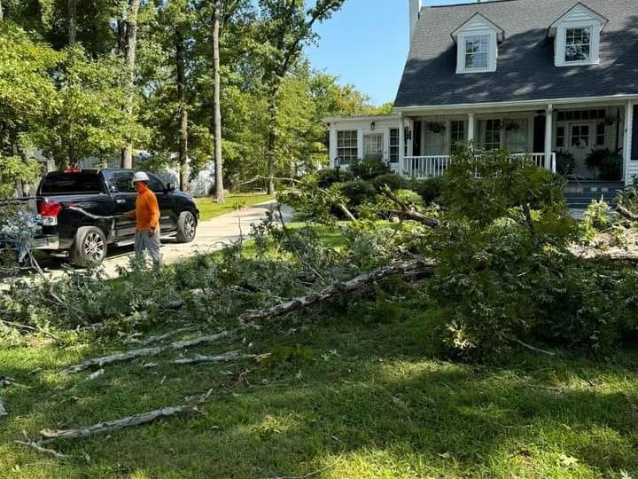 Tree trimming service in Burlington WA 98233 showing a professional arborist at work.