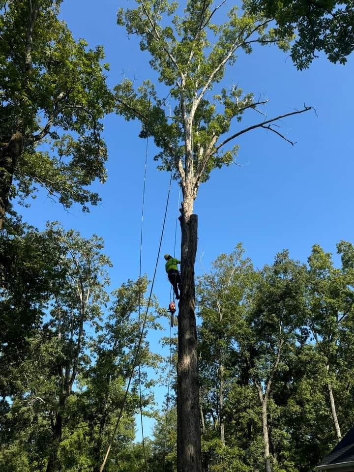 How much does tree pruning cost? An arborist trims branches on a tall tree.