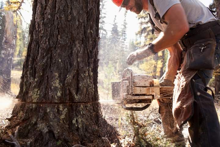 Power tools for tree removal in Burlington, WA, used for cutting down trees safely and efficiently.