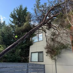 Affordable tree cutting service in Burlington, WA, showcasing safe and efficient tree removal.