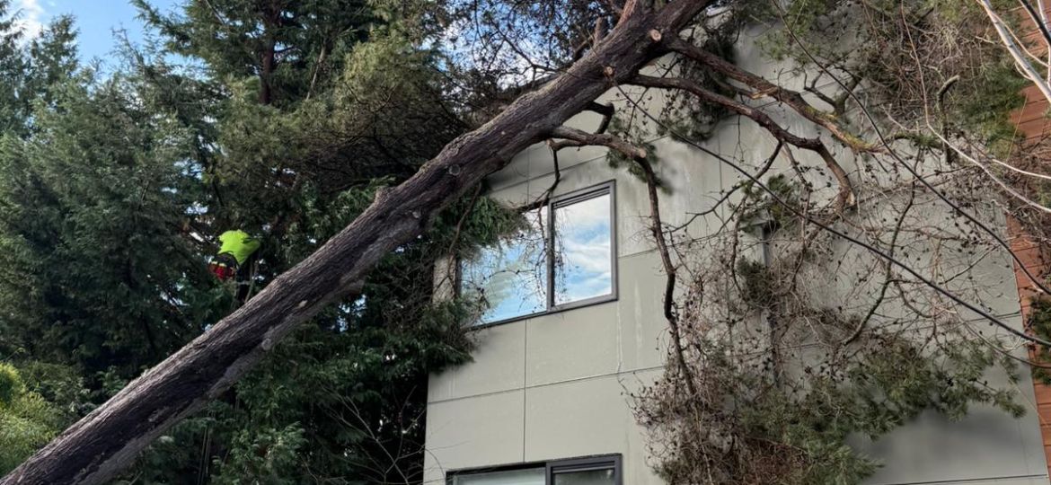 Affordable tree cutting service in Burlington, WA, showcasing safe and efficient tree removal.