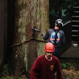 Tree care services near me in Burlington, WA 98233, professional tree trimming and maintenance.