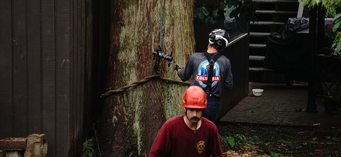 Tree care services near me in Burlington, WA 98233, professional tree trimming and maintenance.