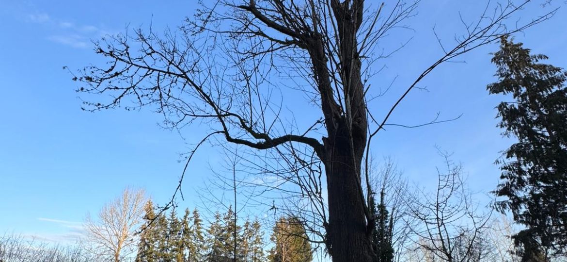 Professional tree pruning service in Arlington, WA 98223, maintaining healthy trees.