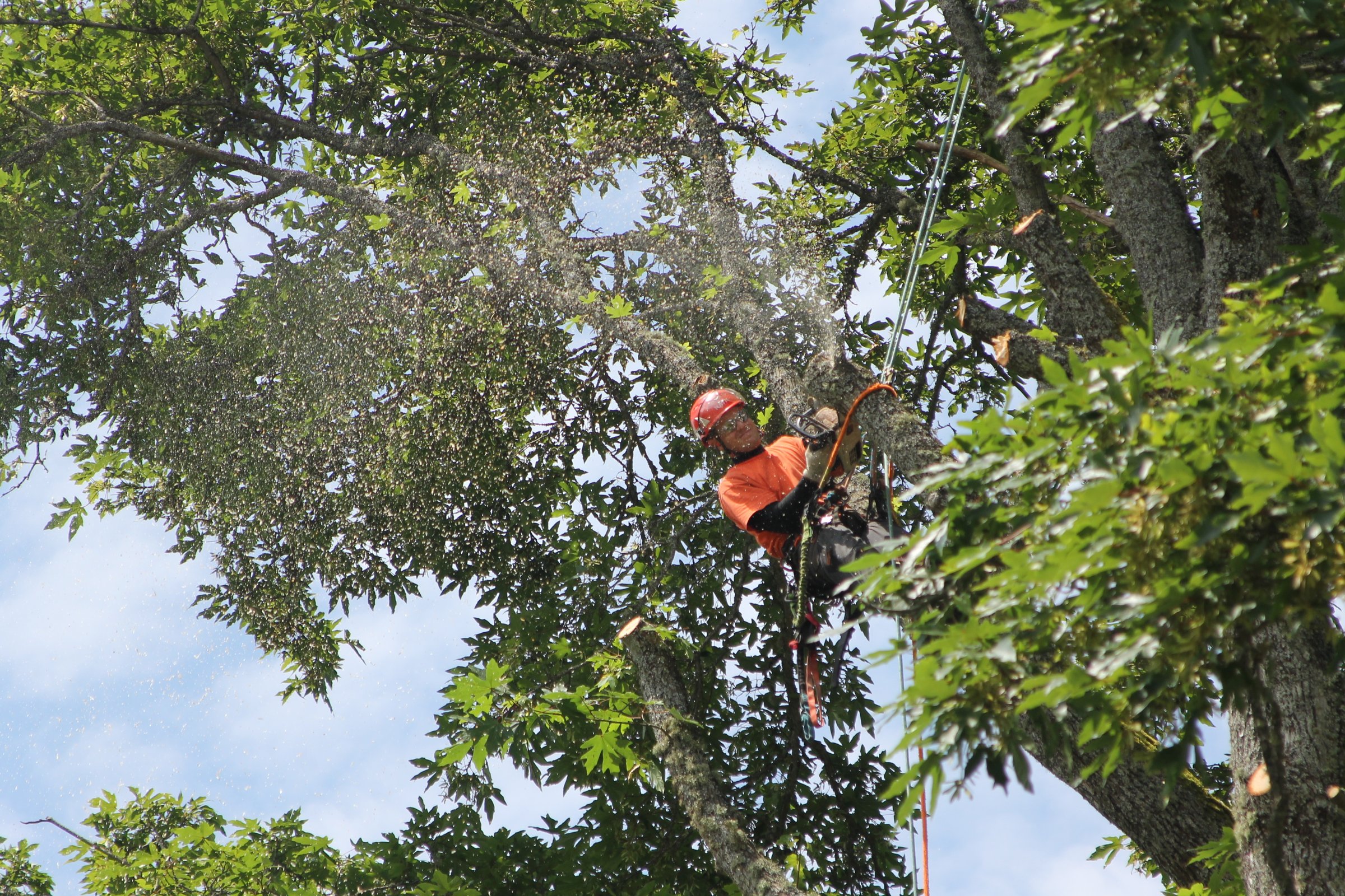 Arborist climbing and cutting in a tree canopy