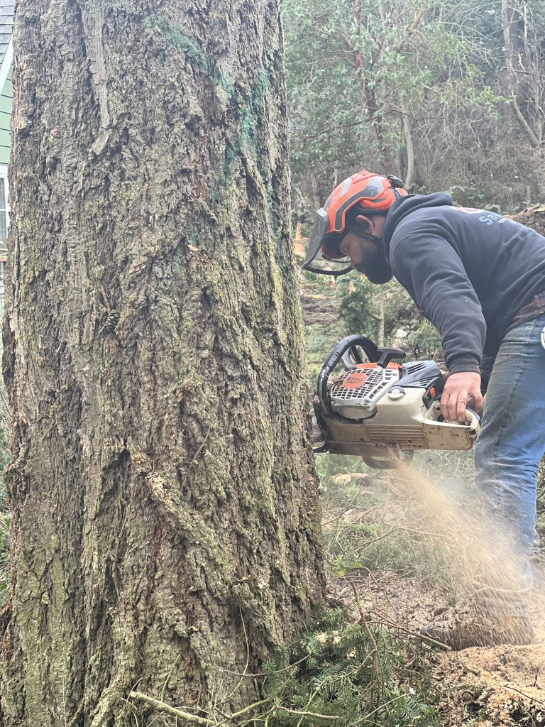 Sawyer felling a large Douglas fir