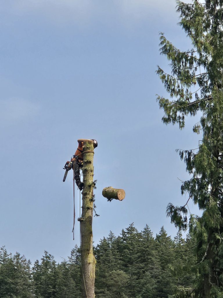 Climber topping a tall tree in sections