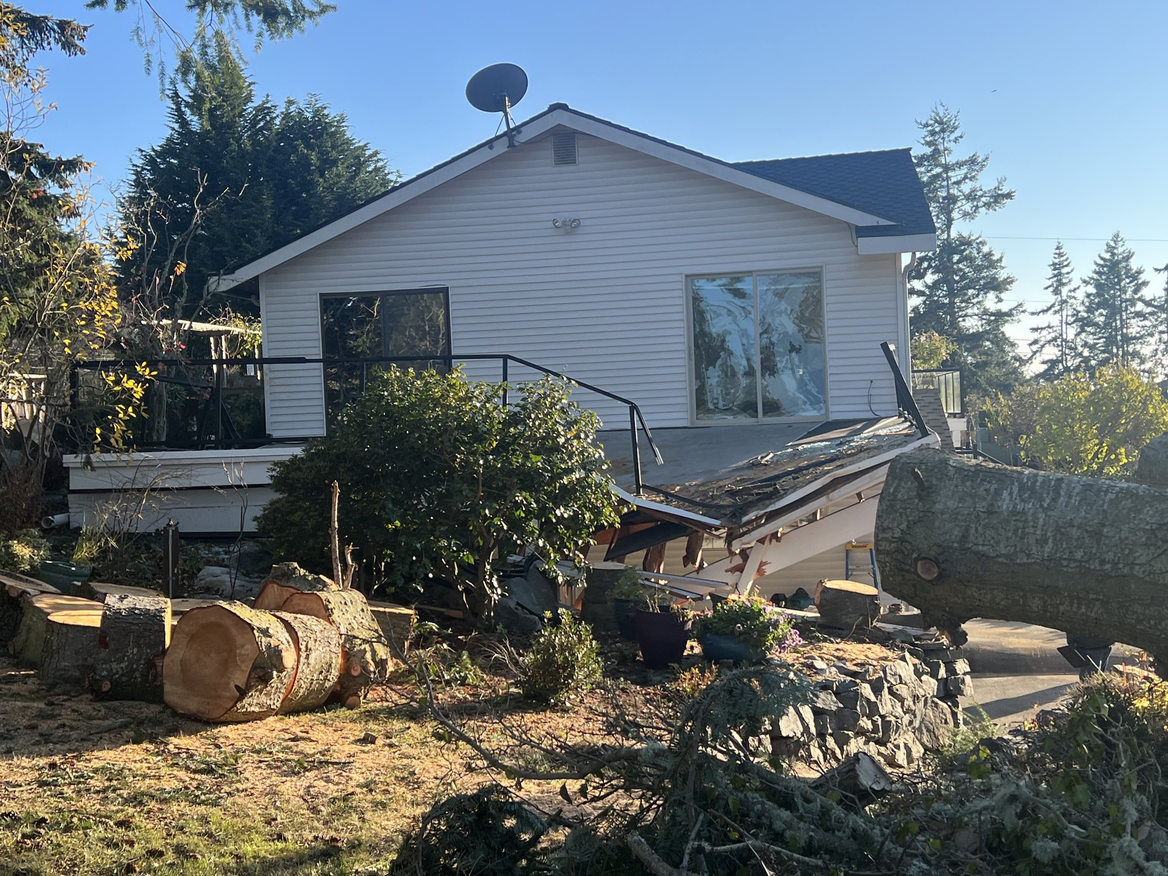 Storm tree cleanup with cut log rounds in a yard