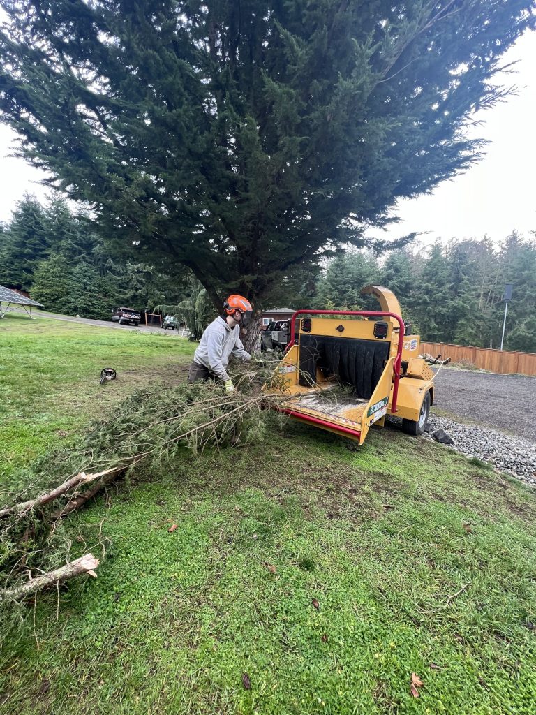 Crew feeding brush into a wood chipper